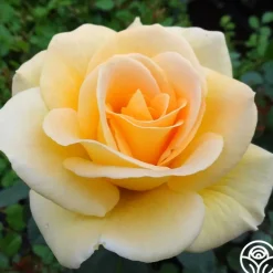 Heirloom Roses Honey Bouquet Best