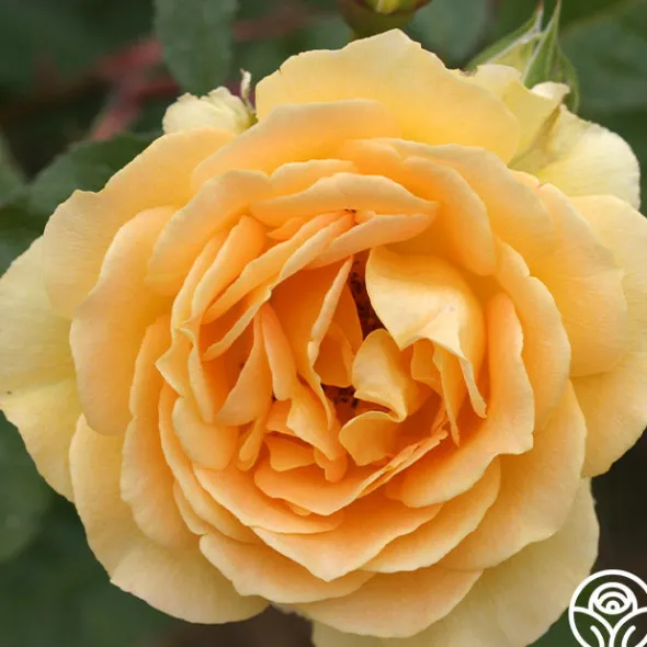 Heirloom Roses Honey Bouquet Best