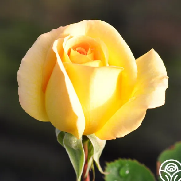 Heirloom Roses Honey Bouquet Best