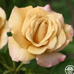 Heirloom Roses Honey Dijon™