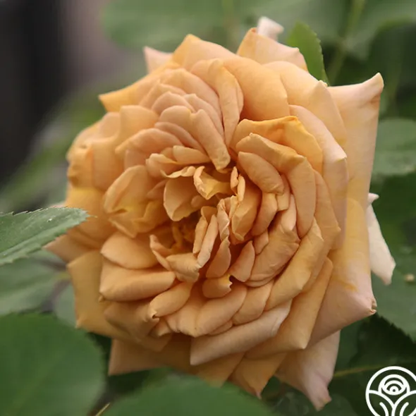 Heirloom Roses Honey Dijon™