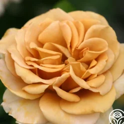 Heirloom Roses Honey Dijon™