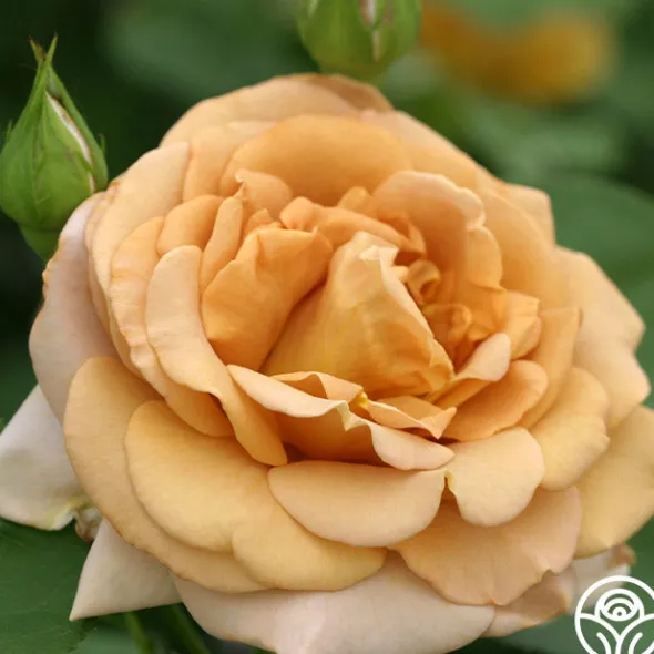 Heirloom Roses Honey Dijon™