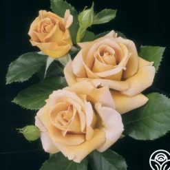 Heirloom Roses Honey Dijon™