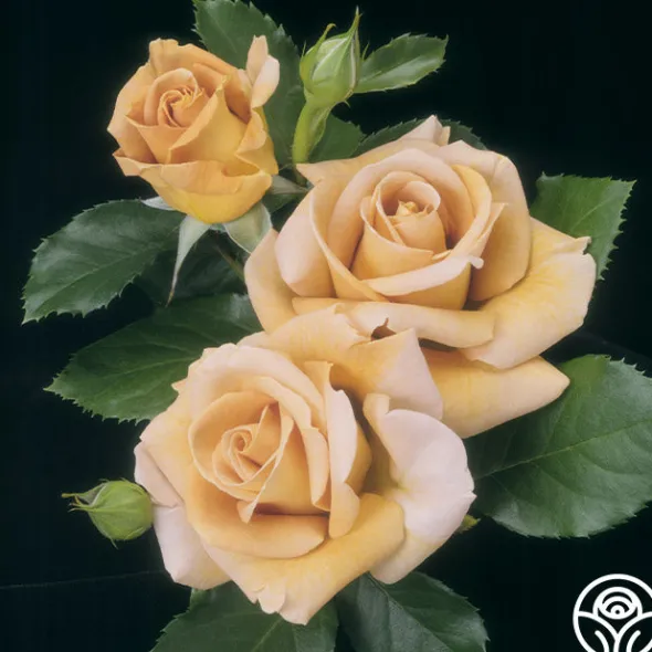Heirloom Roses Honey Dijon™