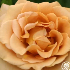 Heirloom Roses Honey Dijon™
