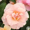 Heirloom Roses Honey Nectar™ Best
