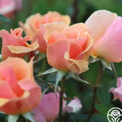 Heirloom Roses Honey Nectar™ Best