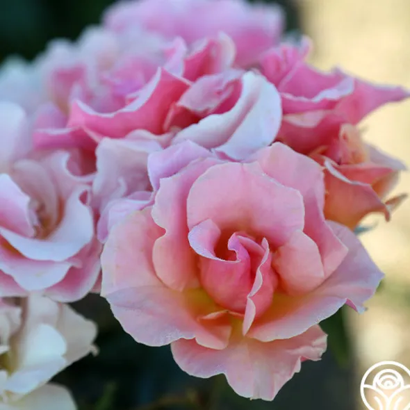 Heirloom Roses Honey Nectar™ Best