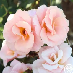 Heirloom Roses Honey Nectar™ Best
