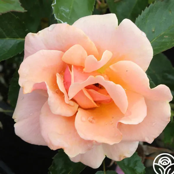 Heirloom Roses Honey Nectar™ Best