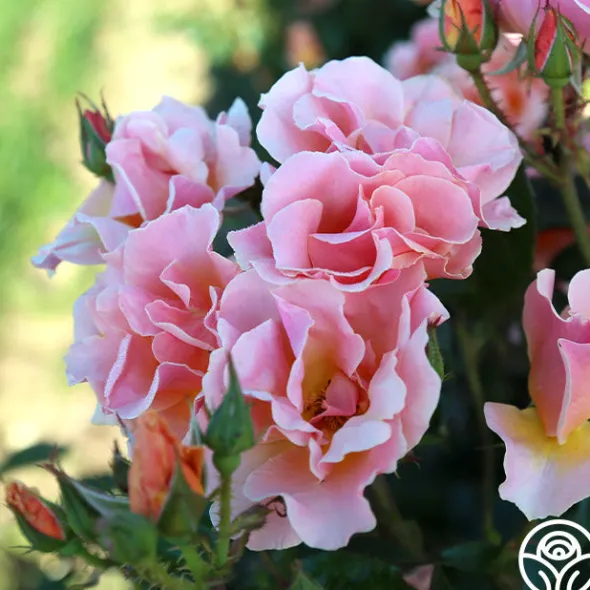 Heirloom Roses Honey Nectar™ Best
