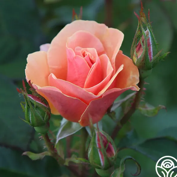 Heirloom Roses Honey Nectar™ Best