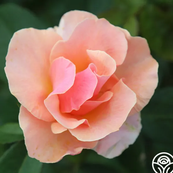 Heirloom Roses Honey Nectar™ Best