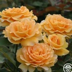 Heirloom Roses Honey Perfume™ Best
