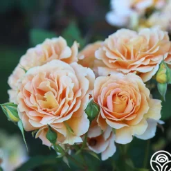 Heirloom Roses Honey Perfume™ Best