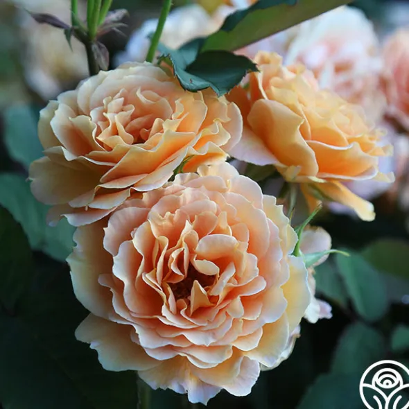 Heirloom Roses Honey Perfume™ Best