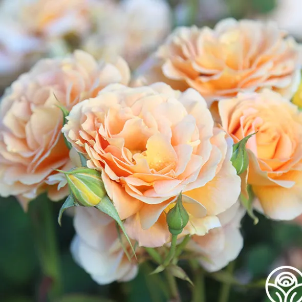Heirloom Roses Honey Perfume™ Best