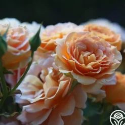 Heirloom Roses Honey Perfume™ Best