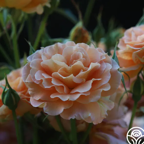 Heirloom Roses Honey Perfume™ Best