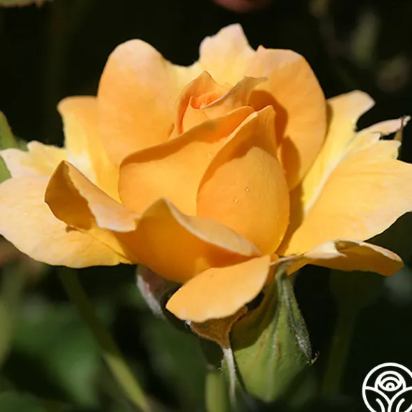 Heirloom Roses Honey Perfume™ Best