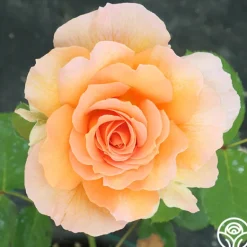 Heirloom Roses Honey Perfume™ Best