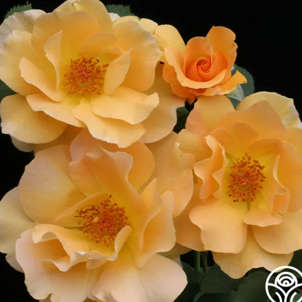Heirloom Roses Honey Perfume™ Best