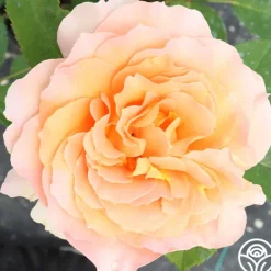 Heirloom Roses Honey Perfume™ Best