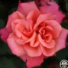 Heirloom Roses Honeysweet Hot