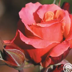 Heirloom Roses Honeysweet Hot