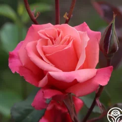 Heirloom Roses Honeysweet Hot