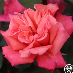 Heirloom Roses Honeysweet Hot