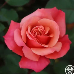 Heirloom Roses Honeysweet Hot
