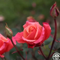 Heirloom Roses Honeysweet Hot