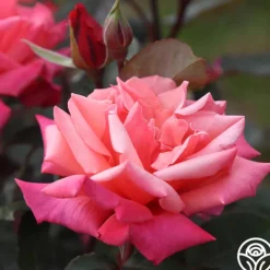 Heirloom Roses Honeysweet Hot