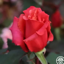 Heirloom Roses Honeysweet Hot