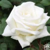 Heirloom Roses Honor™ Online