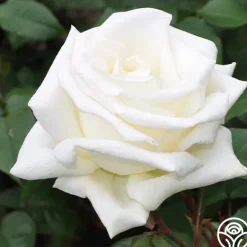 Heirloom Roses Honor™ Online