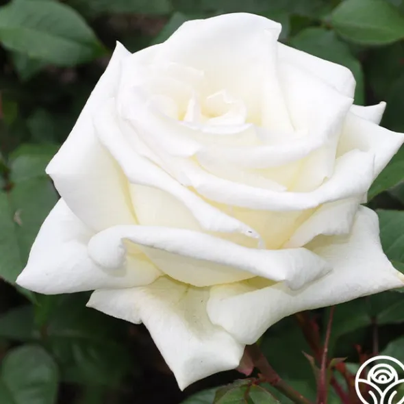 Heirloom Roses Honor™ Online