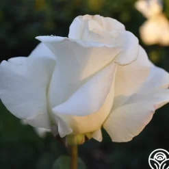 Heirloom Roses Honor™ Online