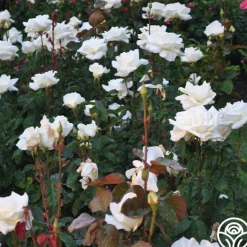 Heirloom Roses Honor™ Online