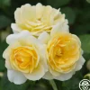 Heirloom Roses Honor Elizabeth™ Outlet