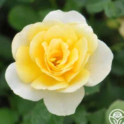 Heirloom Roses Honor Elizabeth™ Outlet