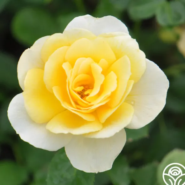 Heirloom Roses Honor Elizabeth™ Outlet
