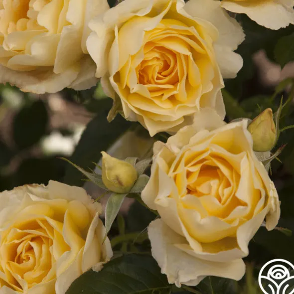 Heirloom Roses Honor Elizabeth™ Outlet
