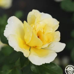 Heirloom Roses Honor Elizabeth™ Outlet