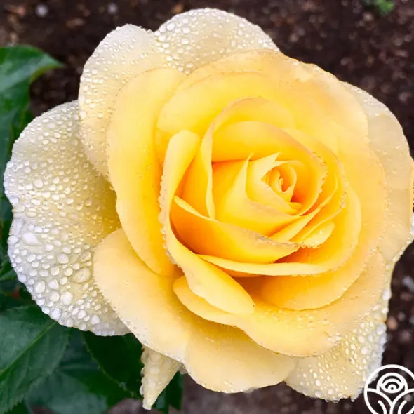 Heirloom Roses Honor Elizabeth™ Outlet