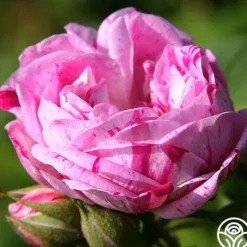 Heirloom Roses Honorine de Brabant New