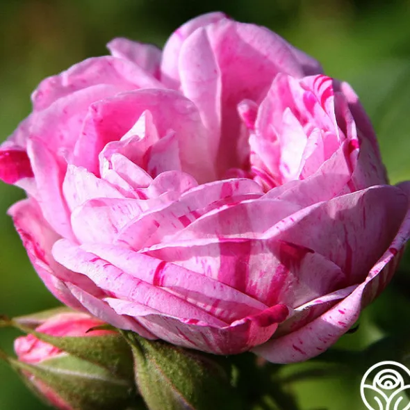 Heirloom Roses Honorine de Brabant New