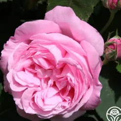 Heirloom Roses Honorine de Brabant New